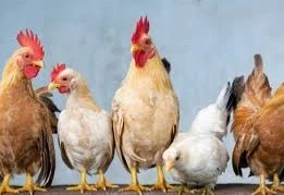 Pullatt Poultry Farm