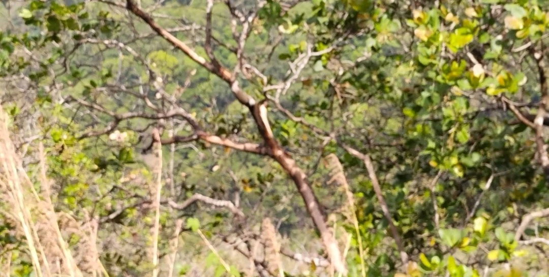 വന്യ ജീവികൾക്കും ഉണ്ടേ.....