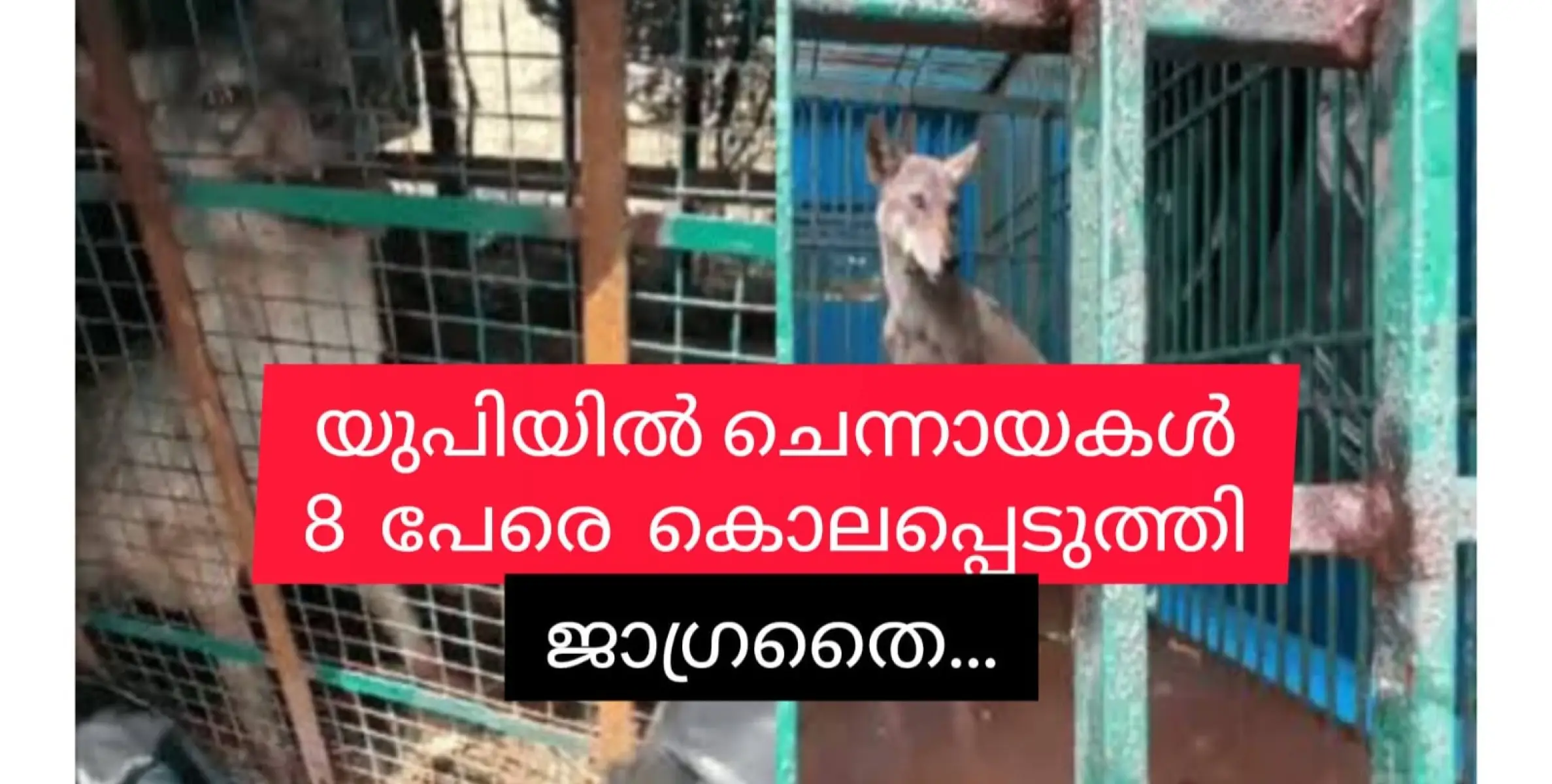 നരഭോജി ചെന്നായക്കൂട്ടം ഉത്തർപ്രദേശിൻ്റെ ഉറക്കം കെടുത്തുന്നു. ഇവിടെയും വേണം ജാഗ്രതൈ!