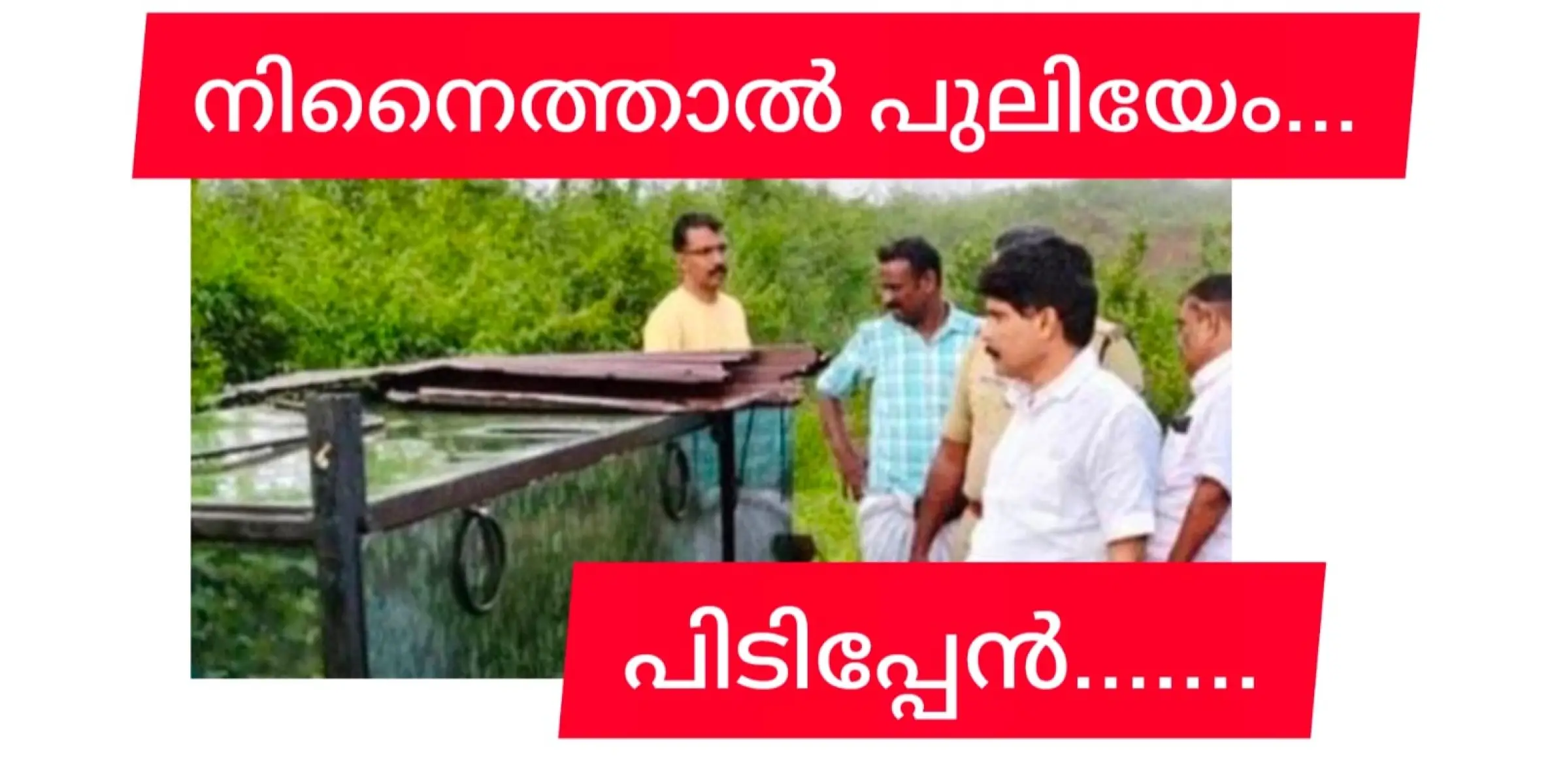 പട്ടാപ്പകലും പുലി പായുന്ന പെരുന്തട്ടയിൽ കൂട് വച്ചു....  പുലിയെ പിടിക്കാനാണ്...