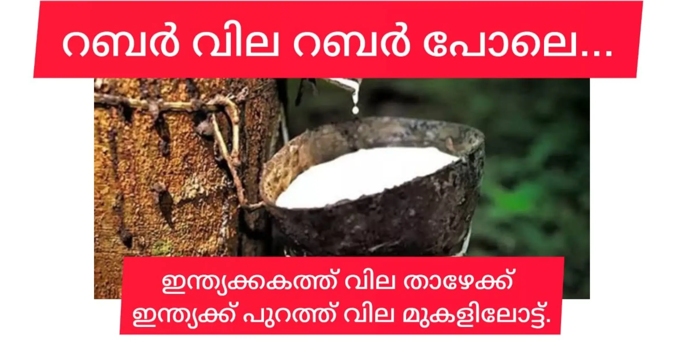  അന്താരാഷ്ട്ര വിപണിയിൽ  വില ഉയരുമ്പോൾ സംസ്ഥാനത്ത്  വില കുത്തനെ ഇടിയുന്നു 