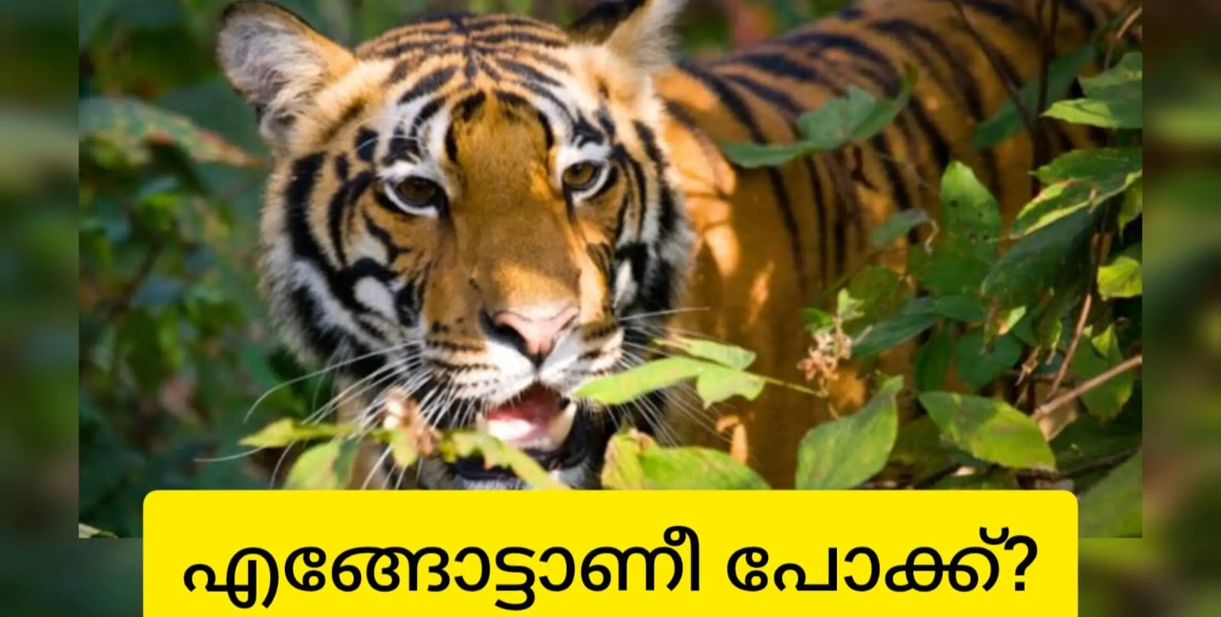 ആ കടുവയും മക്കളും എവിടേക്ക് പോകും? റേഞ്ചറുടെ അടുക്കളയിലേക്കോ? ഡിഎഫ്ഒയുടെ വരാന്തയിലേക്കോ? വാർഡൻ്റെ മട്ടുപ്പാവിലേക്കോ? അതോ വനം മന്ത്രിയുടെ കിടപ്പുമുറിയിലേക്കോ?