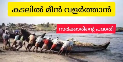 കടലിൽ മീൻ വളർത്താൻ കേന്ദ്രവും കേരളവും ഒന്നിക്കുന്നു.