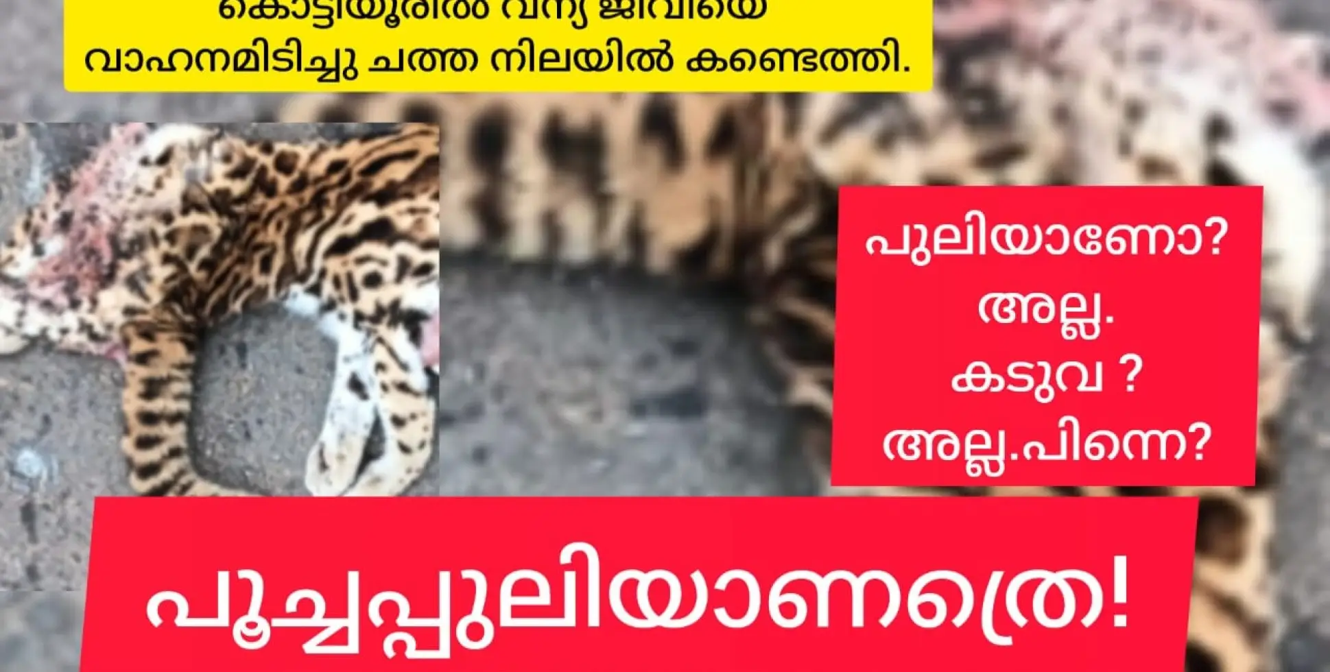 കടുവയല്ല, പുലിയുമല്ല.പിന്നെ?  പൂച്ചപ്പുലിയാണത്രെ!