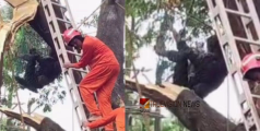  മരം മുറിക്കുന്നതിനിടെ അരയിൽ കയർ കുരുങ്ങി തൊഴിലാളിക്ക് ദാരുണാന്ത്യം