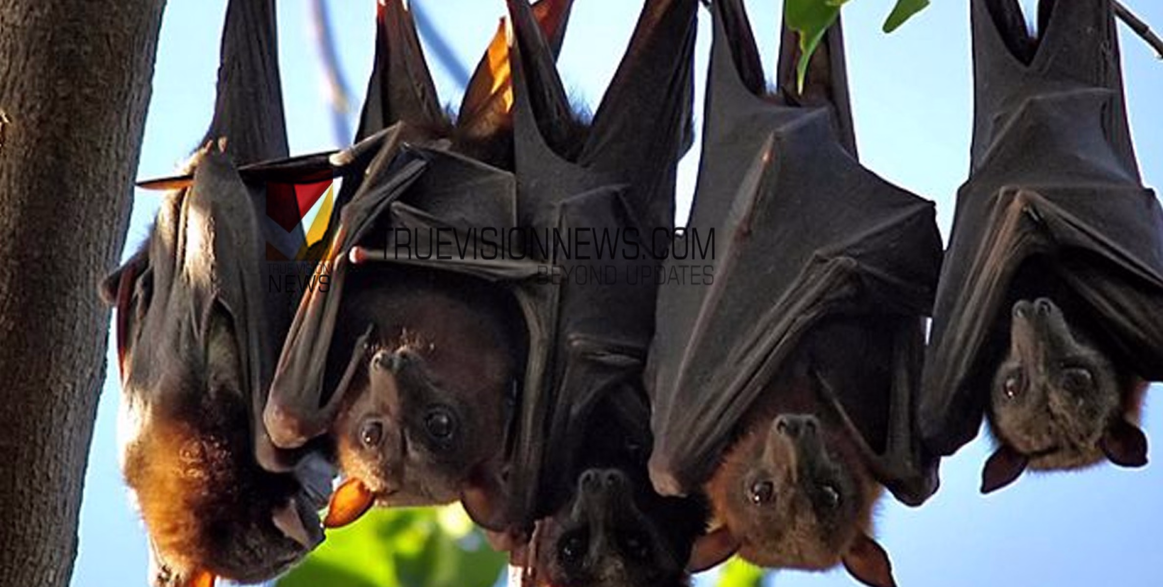 #nipah | വവ്വാലുകളുടെ അധിവാസമുള്ള പ്രദേശങ്ങളിൽ ശക്തമായ പരിശോധന ആരംഭിച്ചു