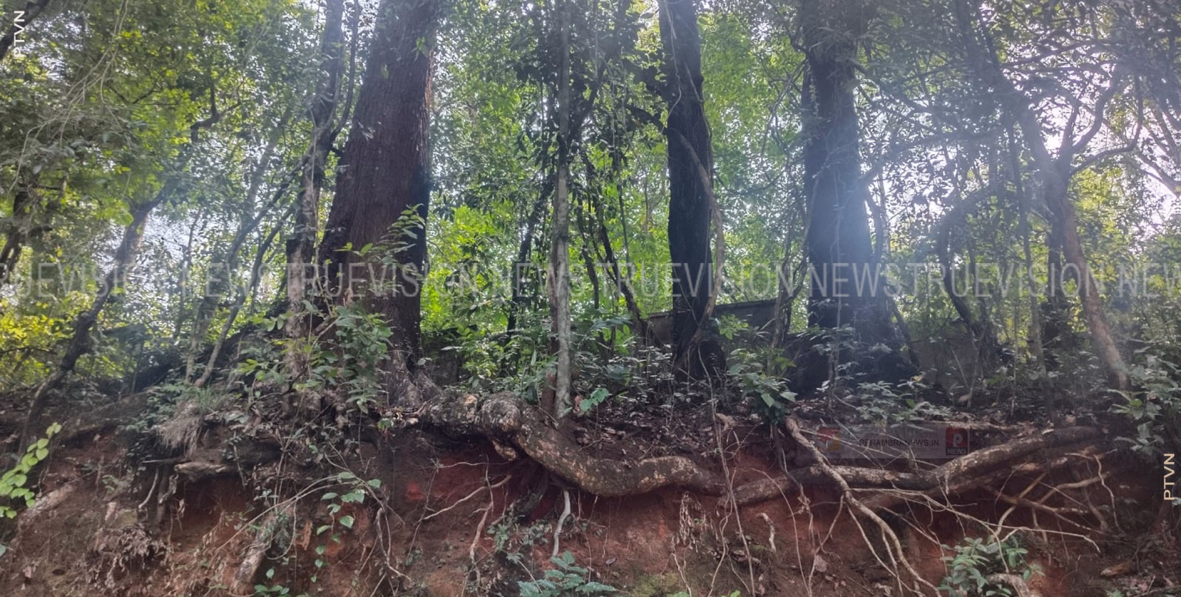 ഭീഷണിയായി വന്‍മരങ്ങള്‍