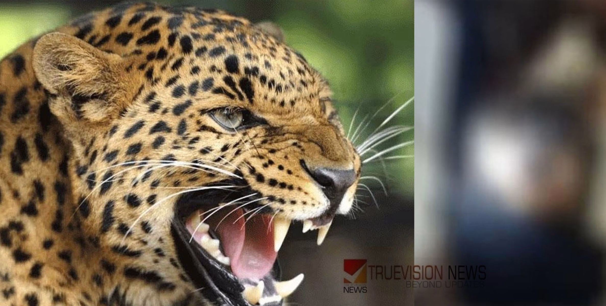വീട്ടിൽ ഉറങ്ങിക്കിടന്ന നാലു വയസുകാരനെ പുലി ആക്രമിച്ചു