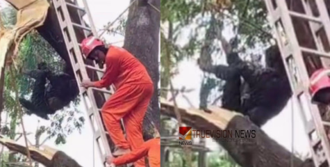 മരം മുറിക്കുന്നതിനിടെ അരയിൽ കയർ കുരുങ്ങി തൊഴിലാളിക്ക് ദാരുണാന്ത്യം