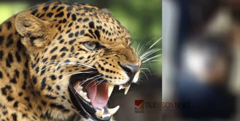 മലക്കപ്പാറയിൽ വീട്ടിൽ ഉറങ്ങിക്കിടന്ന നാലു വയസുകാരനെ പുലി ആക്രമിച്ചു