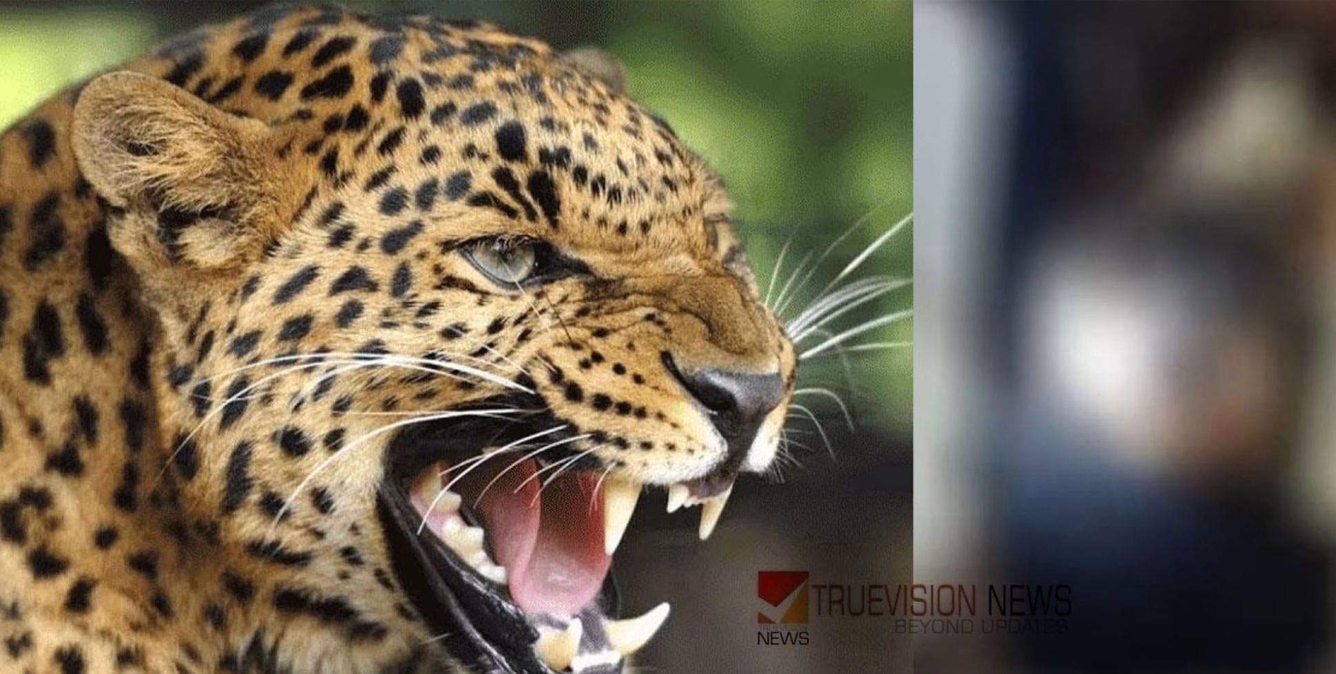 വീട്ടിൽ ഉറങ്ങിക്കിടന്ന നാലു വയസുകാരനെ പുലി ആക്രമിച്ചു
